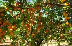 Как правильно обрезать абрикос осенью
