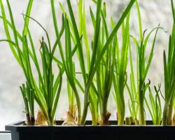 Витаминная зелень круглый год: учимся правильно ухаживать за домашней грядкой зеленого лука