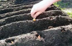 Как правильно вырастить репчатый лук из севка крупным